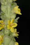 Common mullein